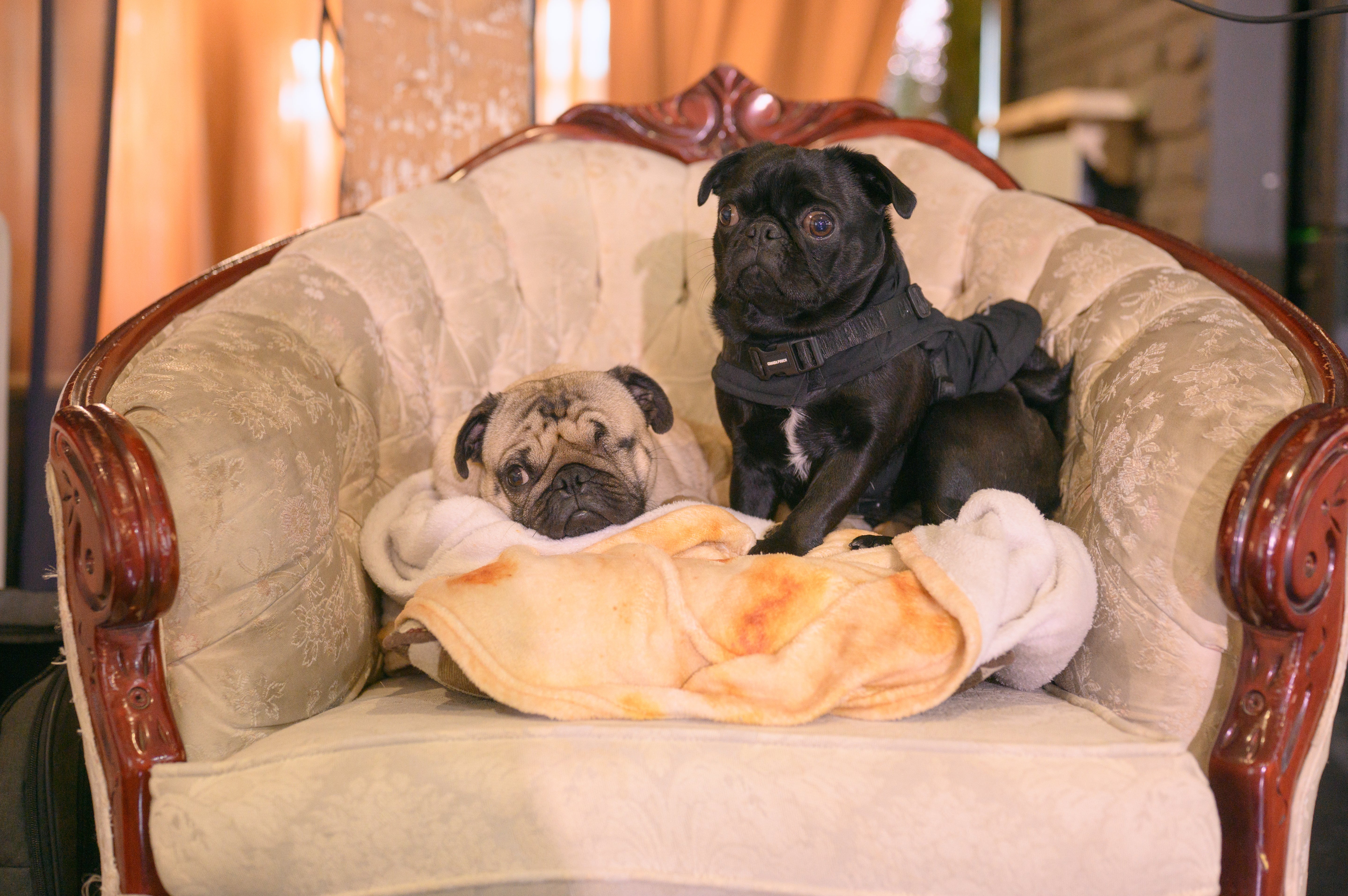 Two pugs sitting on a plush chair with a soft blanket.